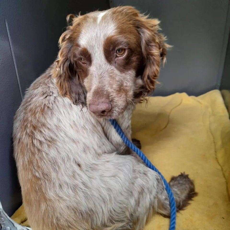 Beethoven the cocker spaniel has injuries comparable to those of being hit by, or being thrown out of a moving vehicle. Picture: @swalestraydogs