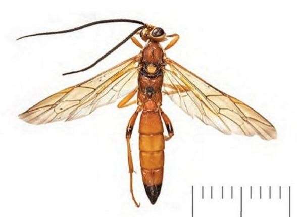 Lymantrichneumon disparis - the wasp 'discovered' in Kent. Picture: Natural History Museum