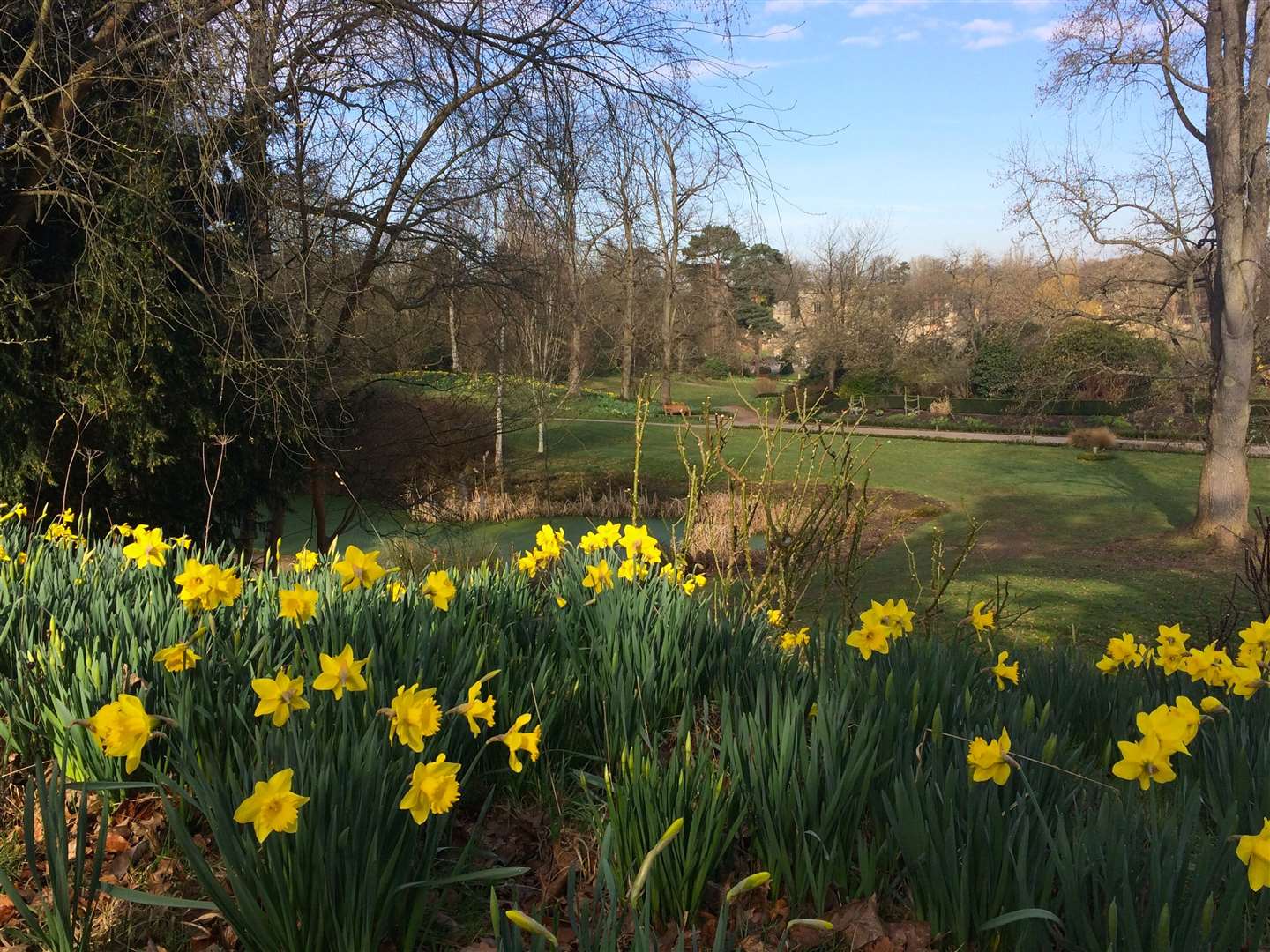 Daffodils on Anne Bolyen's walk