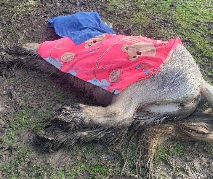 The dead pony has been covered with a blanket, and has since been partially covered with hay
