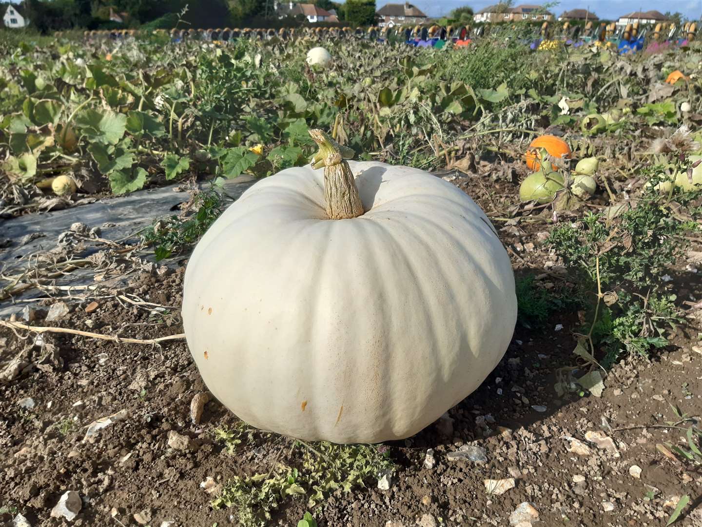 A polarbear pumpkin