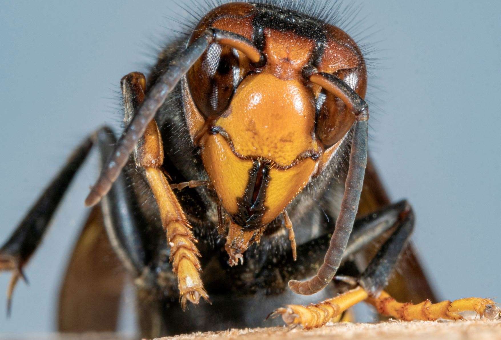 The Asian hornet is now well established in many European countries. Image: iStock.
