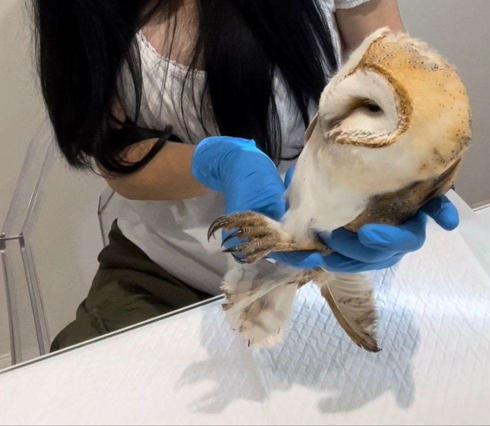 Barn owl Grace being examined. Images: Carly Ahlen