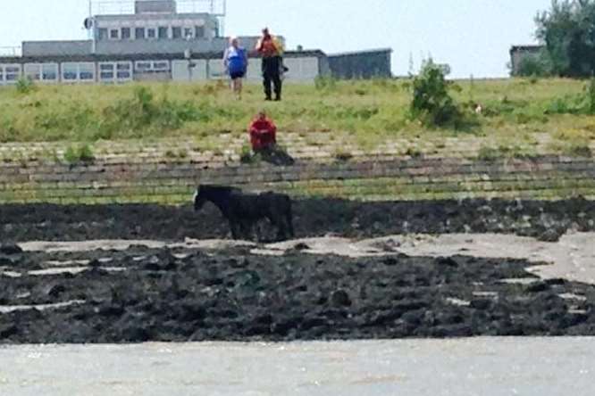 The scene of the horse rescue. Picture: Palmers Marine Services