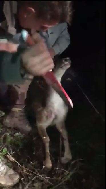 Jimmy Price repeatedly stabs the deer