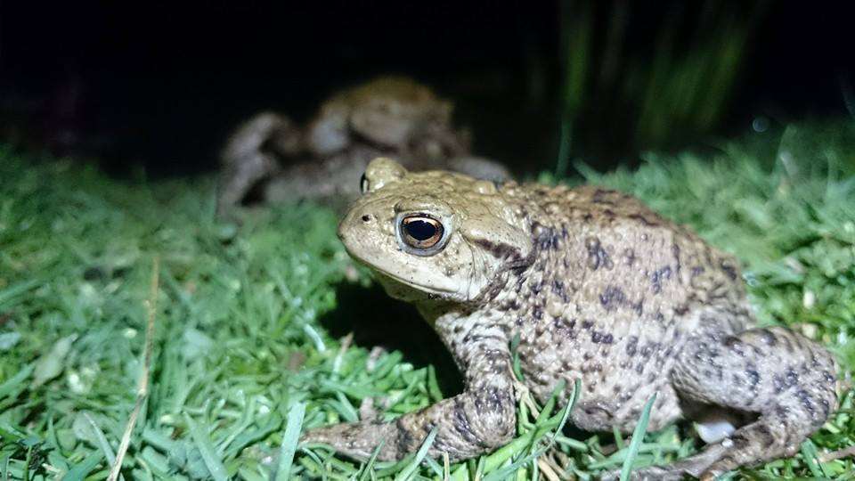 Toads are being squashed on Kent's roads