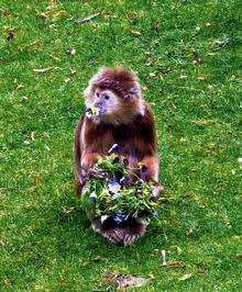 A monkey at Howletts or Port Lympne