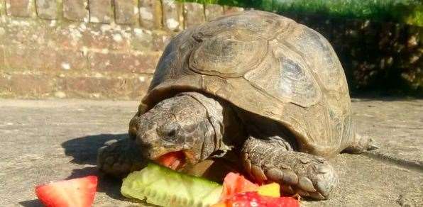 Toby the tortoise needs surgery to survive. Picture: Sophie Sarchet/GoFundMe