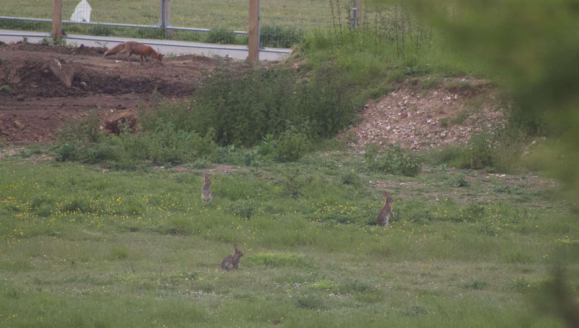 Rabbit in the field where the work is taking place. Picture: Kim Ready