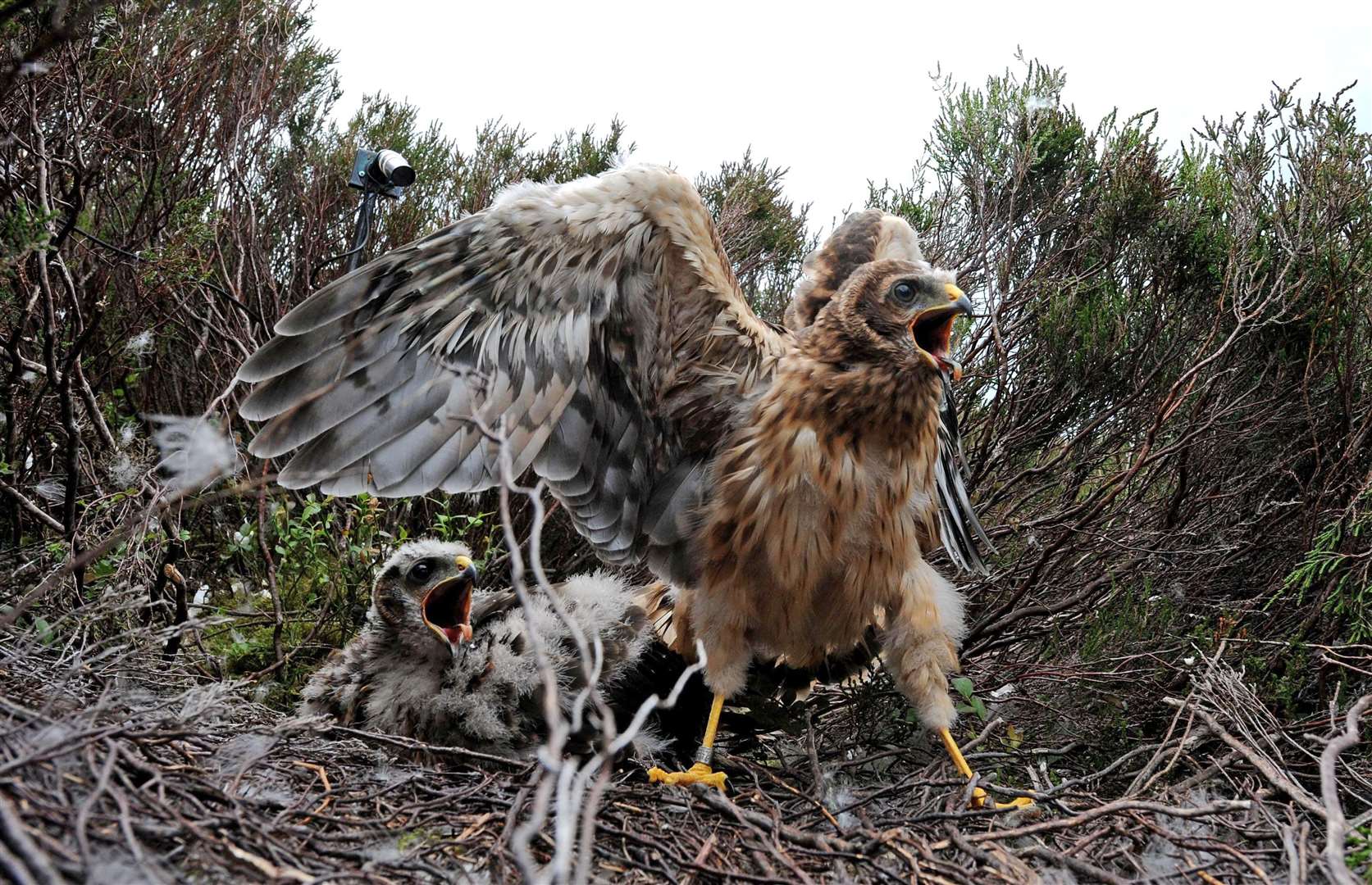 In one incident, hen harrier chicks were trampled to death in their nest, the RSPB said (Owen Humphreys/PA)