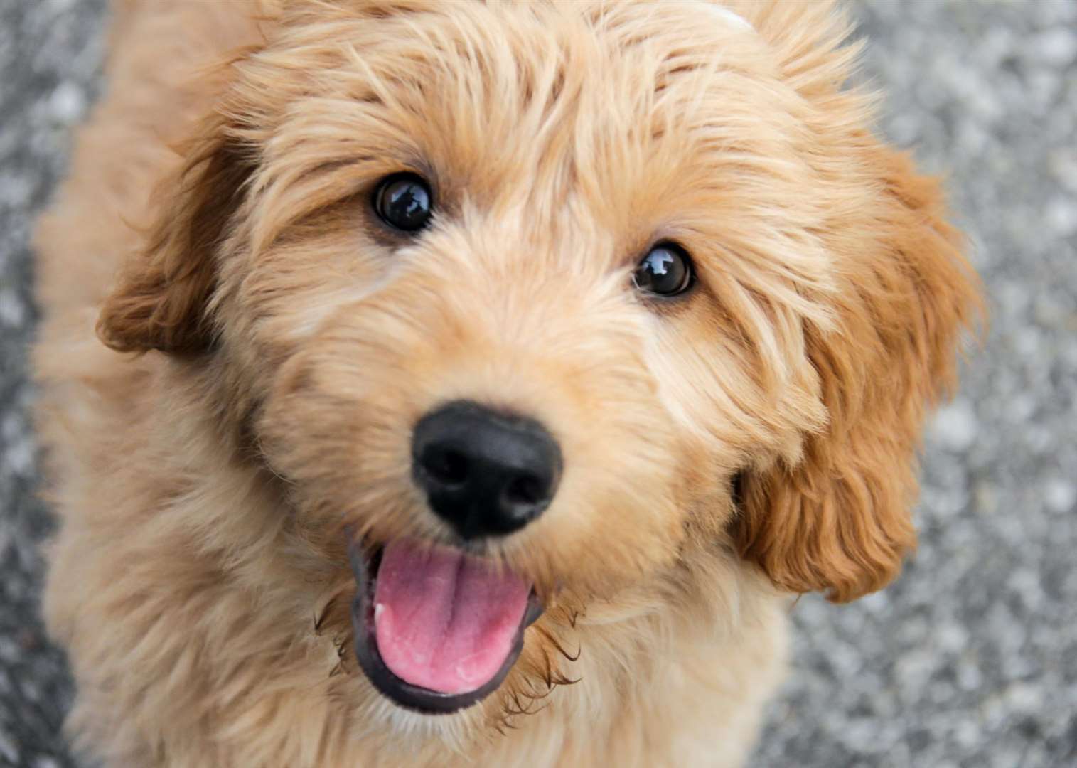 The goldendoodle received the most views per puppy advert. Image: iStock.
