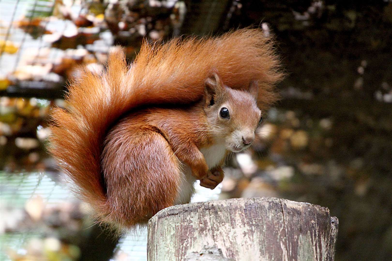One of Wildwood Trust's red squirrels was killed in the blaze. Picture: Wildwood Trust