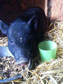 This micro pig is now in quarantine after being wrongly sold as “the perfect pet”