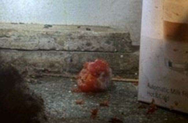 The gnawed tomato alongside rat droppings