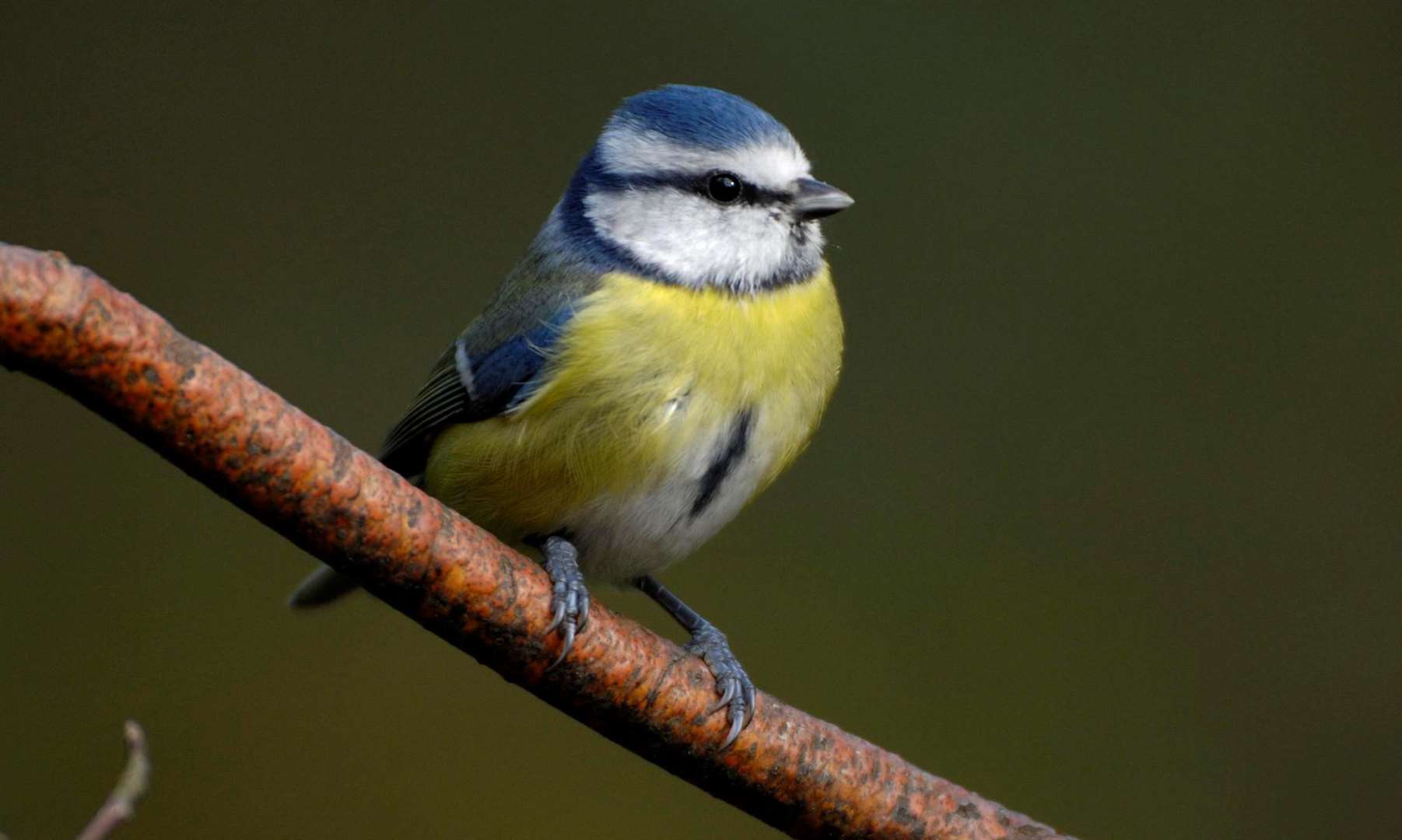 The blue tit is having to change its behaviour to ensure sufficient food exists for breeding. Picture: RSPB