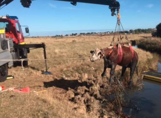 The cow is winched to safety