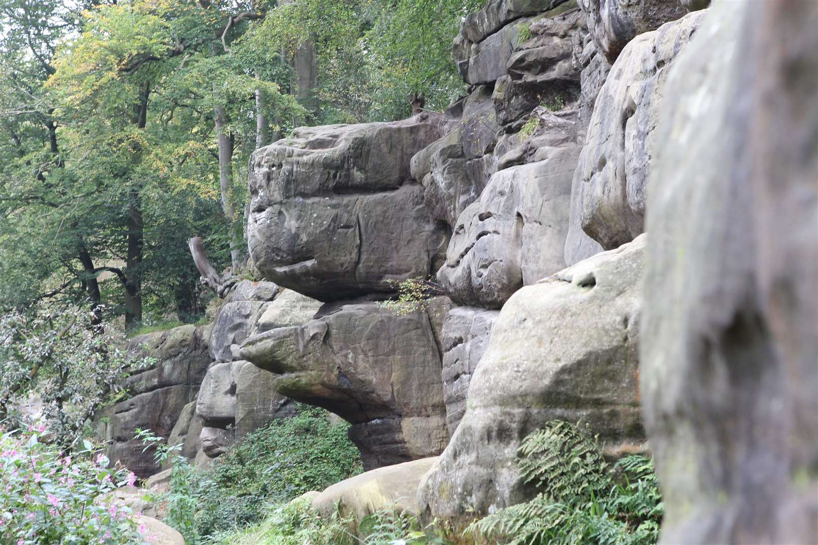 Harrison's Rock at Groombridge is one of Kent's favorite climbers Photo: John Westhrop