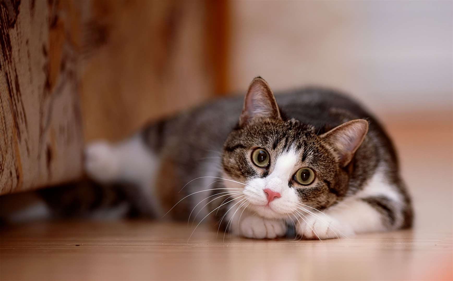 As estimated 300,000 cats in Cyprus are thought to have been killed by the circulating virus. Image: iStock.
