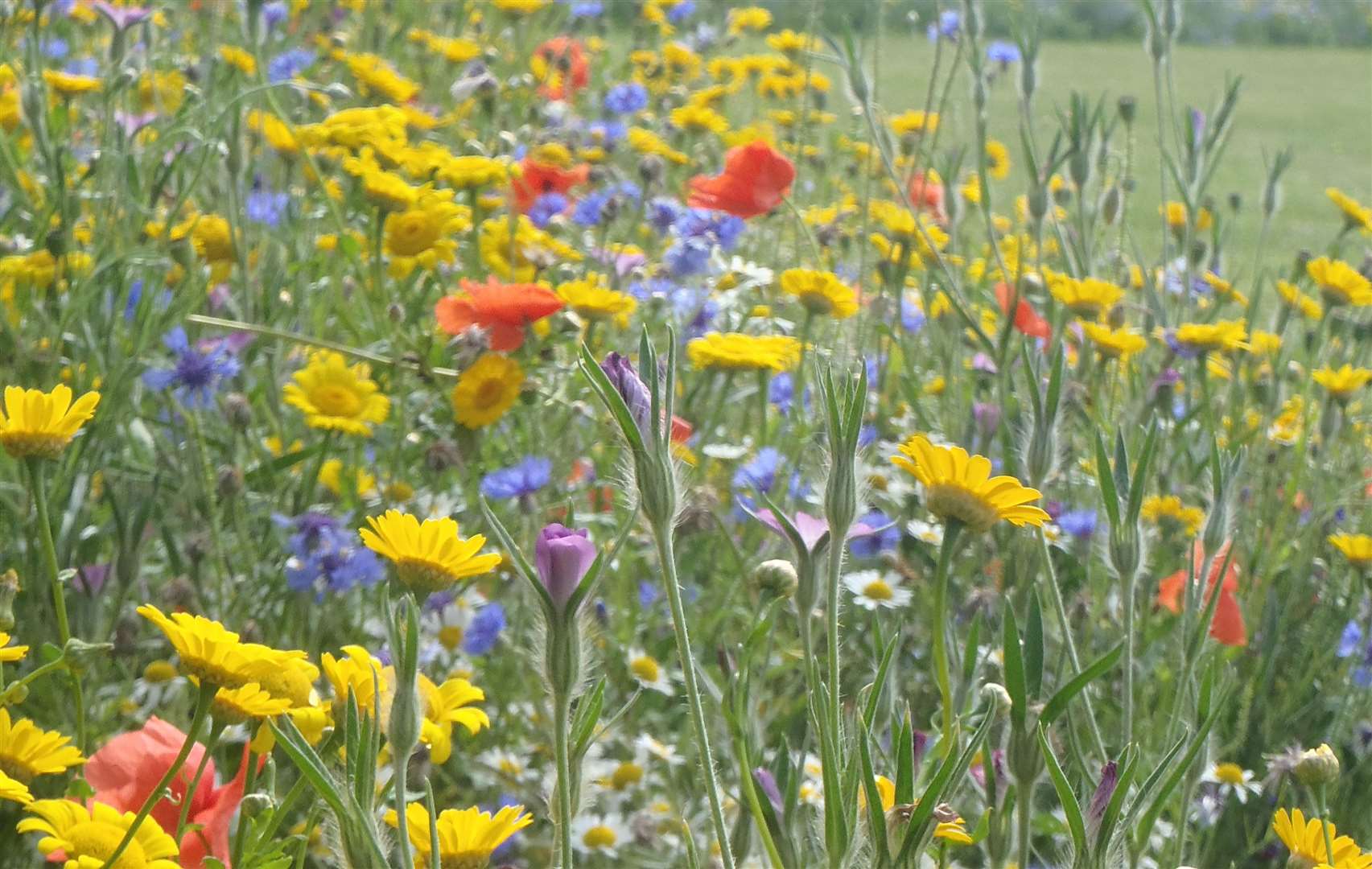 Last month's No Mow May encouraged people to leave lawns, verges and parkland alone to help encourage pollen and insects