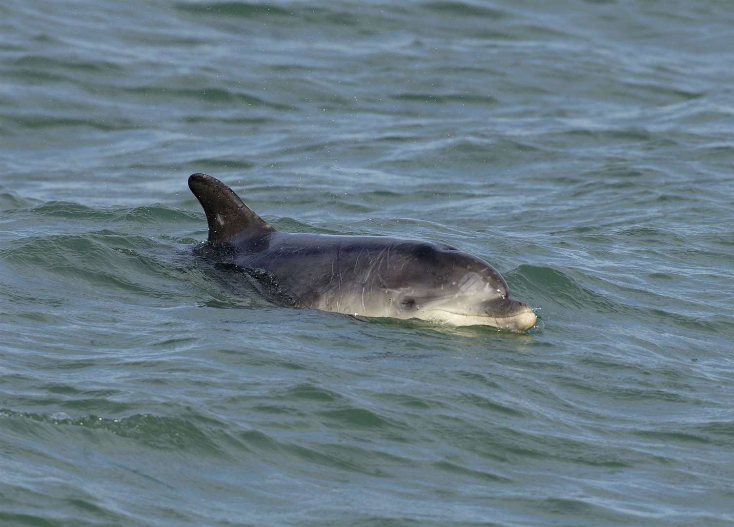 Dave the Dolphin. Picture: Terry Whittaker