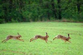 Police say hare coursing amounts to "organised criminality"