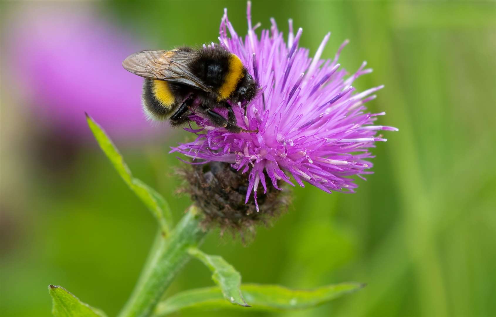 A bumble bee. Image: iStock.