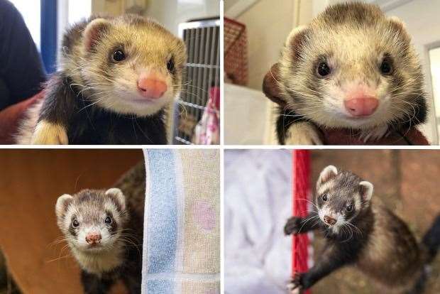 Ferrets Scooby, Orville, Jade and Perrie were stolen from the RSPCA Leybourne Animal Centre