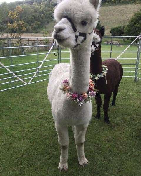 Alpaca weddings are proving popular