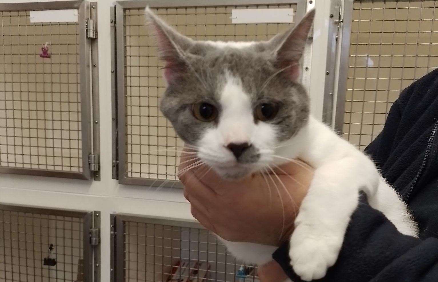 The cat was found taped into a food bin with no air. Picture: RSPCA