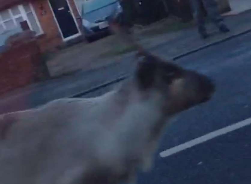 Prancer was on the loose in Loose, Maidstone
