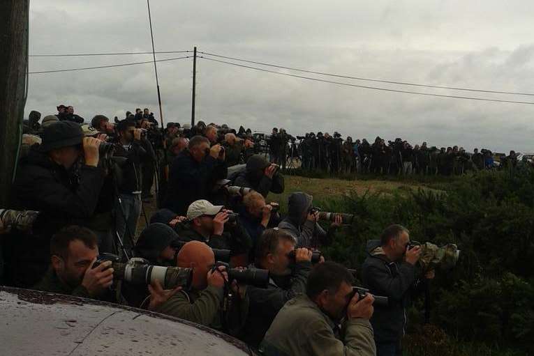 Hundreds of birdwatchers have flocked to the Marsh to see the bird. Picture: Owen Leyshon