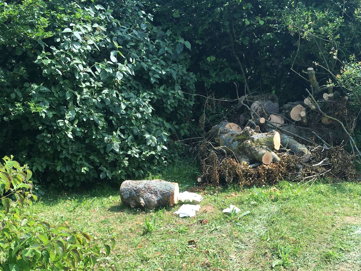 Tree logs and other branches were found dumped in Hawkinge
