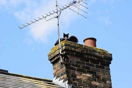 The mother cat sunning herself on the chimney stack