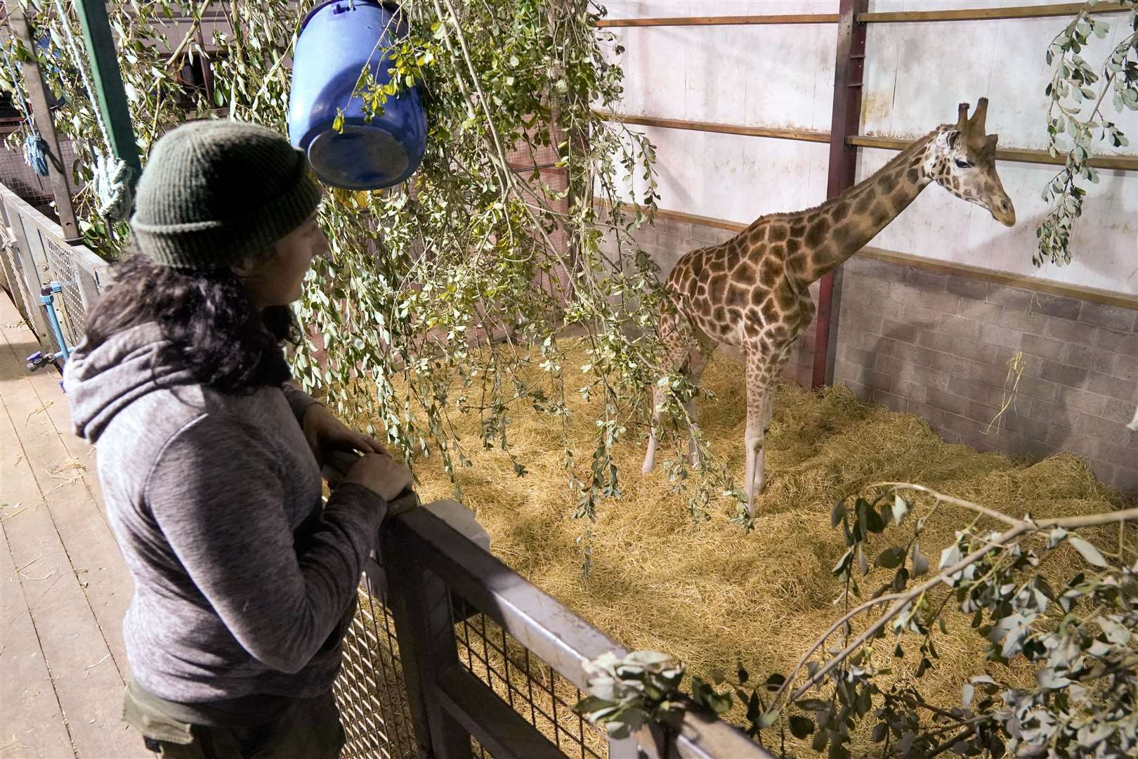 The park estimates there are only about 2,000 Rothschild’s giraffes left in the wild (Andrew Milligan/PA)