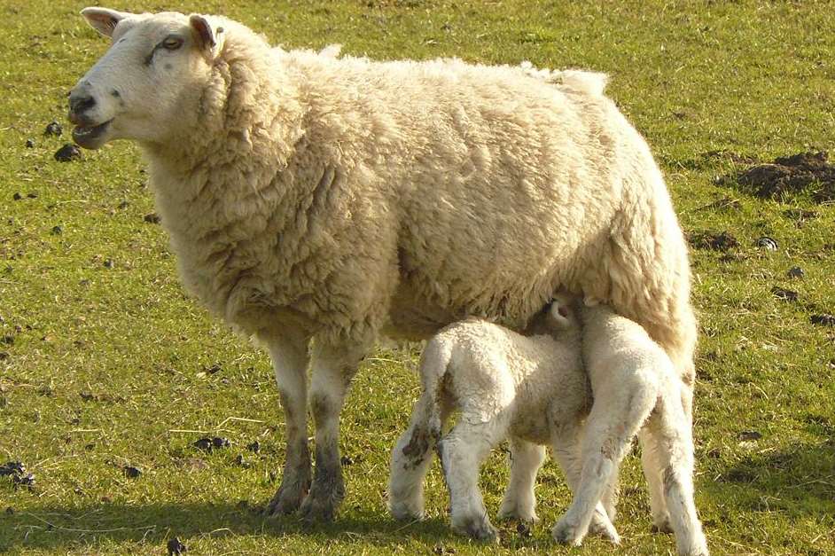 Police have issued a warning over sheep worrying