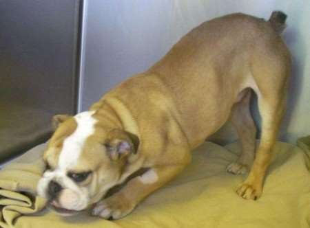 The Boxer puppy left in pain