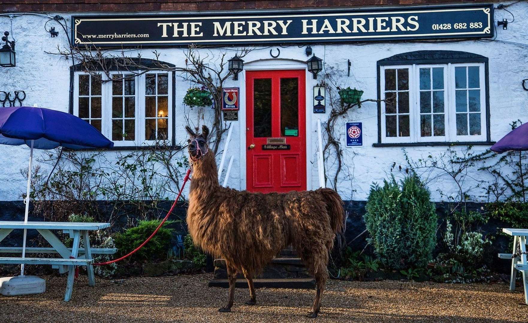 Don't be a drama llama this Valentine's. Pictured: A llama outside The Merry Harriers in Surrey Hills