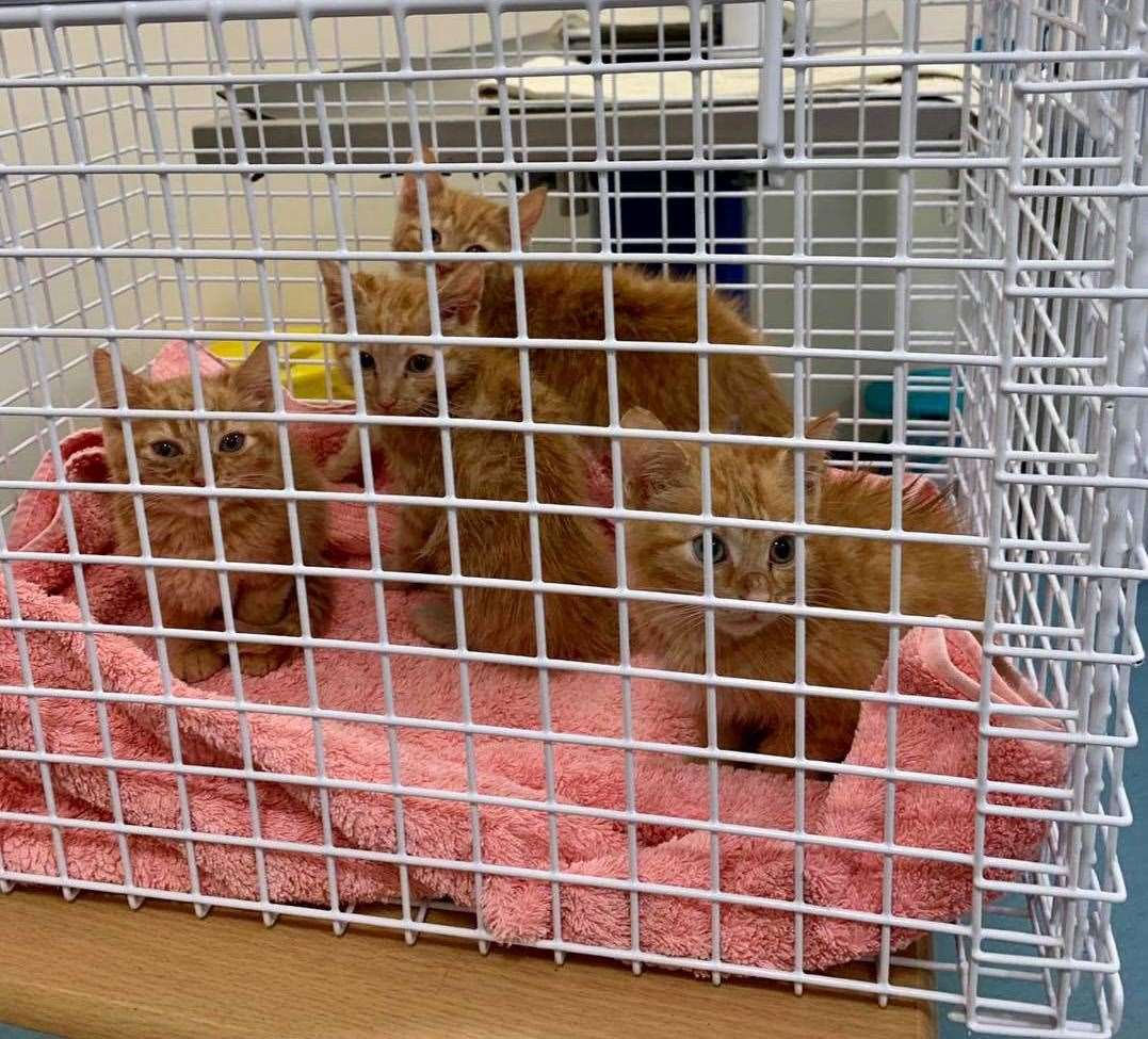 The RSCPA has seen a surge in abandoned cats and kittens since pandemic restrictions were lifted. Picture: RSPCA Canterbury