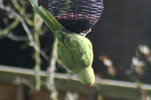 A rose ringed parakeet