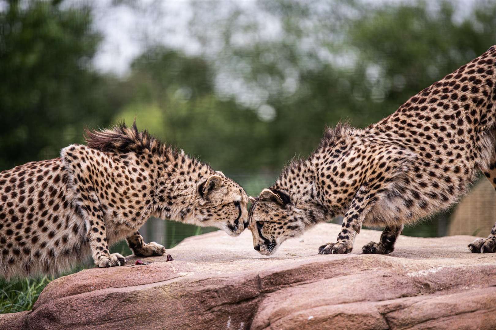 Less than 7,000 cheetahs remain in the wild. Picture: DS TECHEETAH