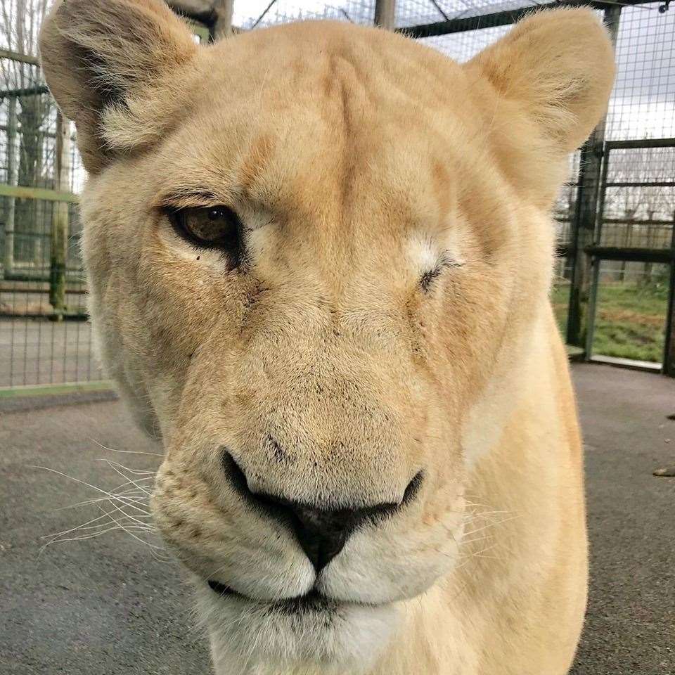 She was called the one-eyed wonder by the team. Picture: Big Cat Sanctuary (11875310)