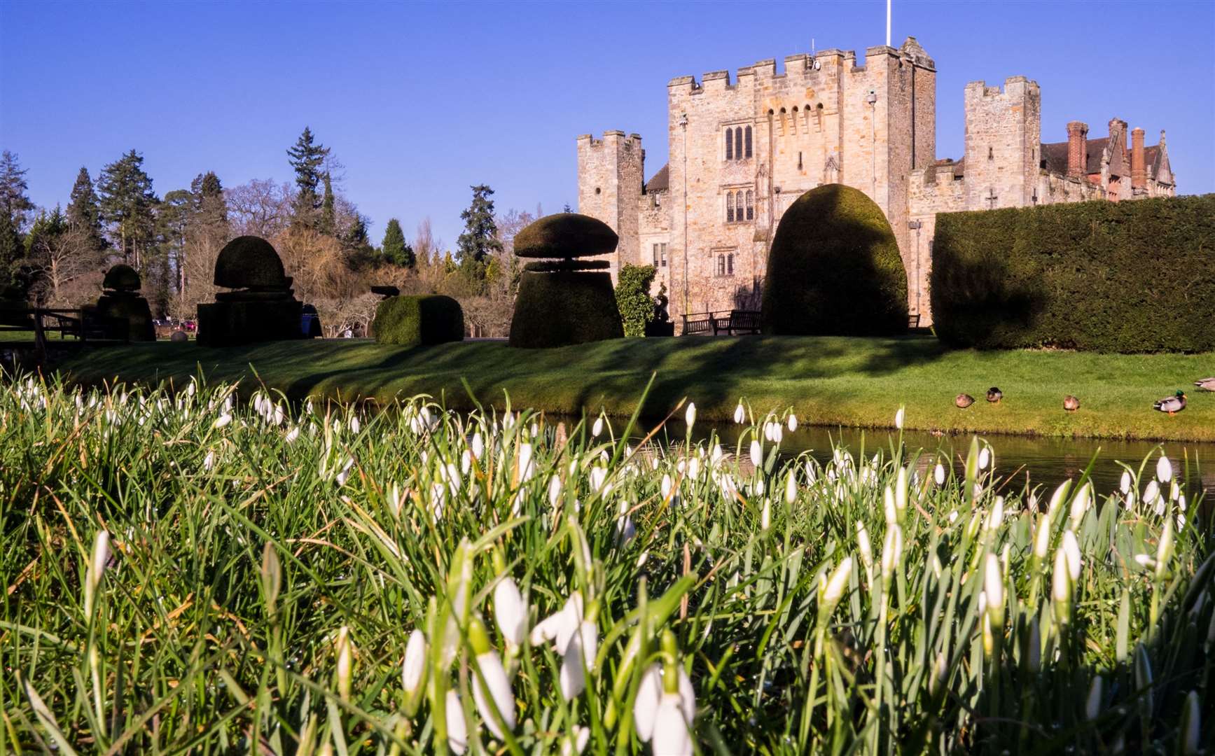There’s set to be more than 140,000 snowdrops dotted around the grounds at Hever Castle this year. Picture: Hever Castle and Gardens
