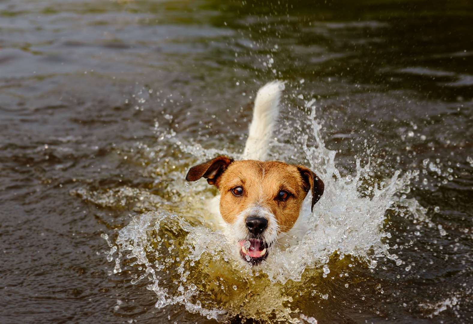 Dogs can ingest the poison when taking a swim in contaminated water. Picture: iStock.