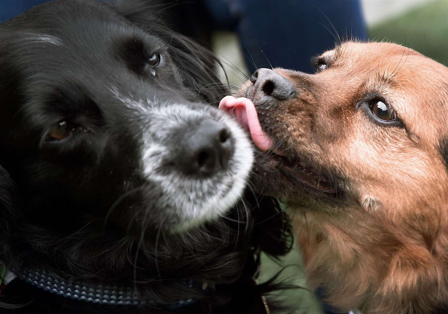 To reduce territorial aggression, permit your older dog and puppy to meet in a neutral place and allow them to sniff each other. Stock Image