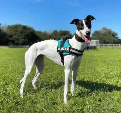 Lucky is a three-year-old greyhound. Photo: RSPCA Leybourne