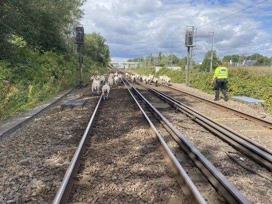 The sheep being rounded up this morning. Pic: BTP (41083223)