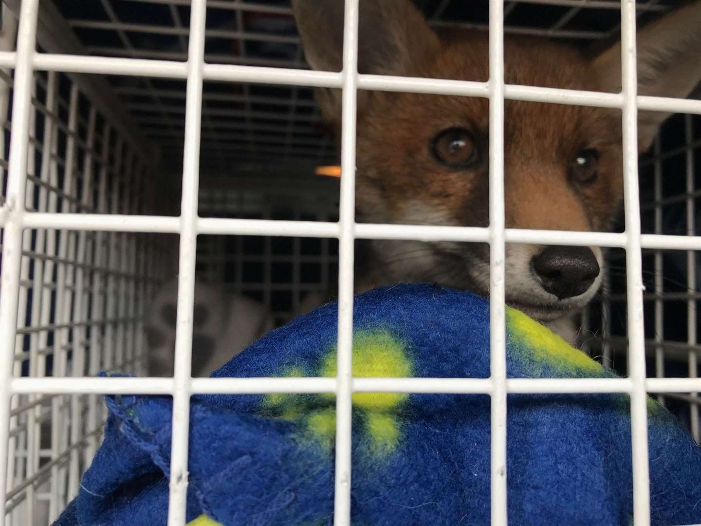 Back to safety. The young fox was taken into the care of the RSPCA