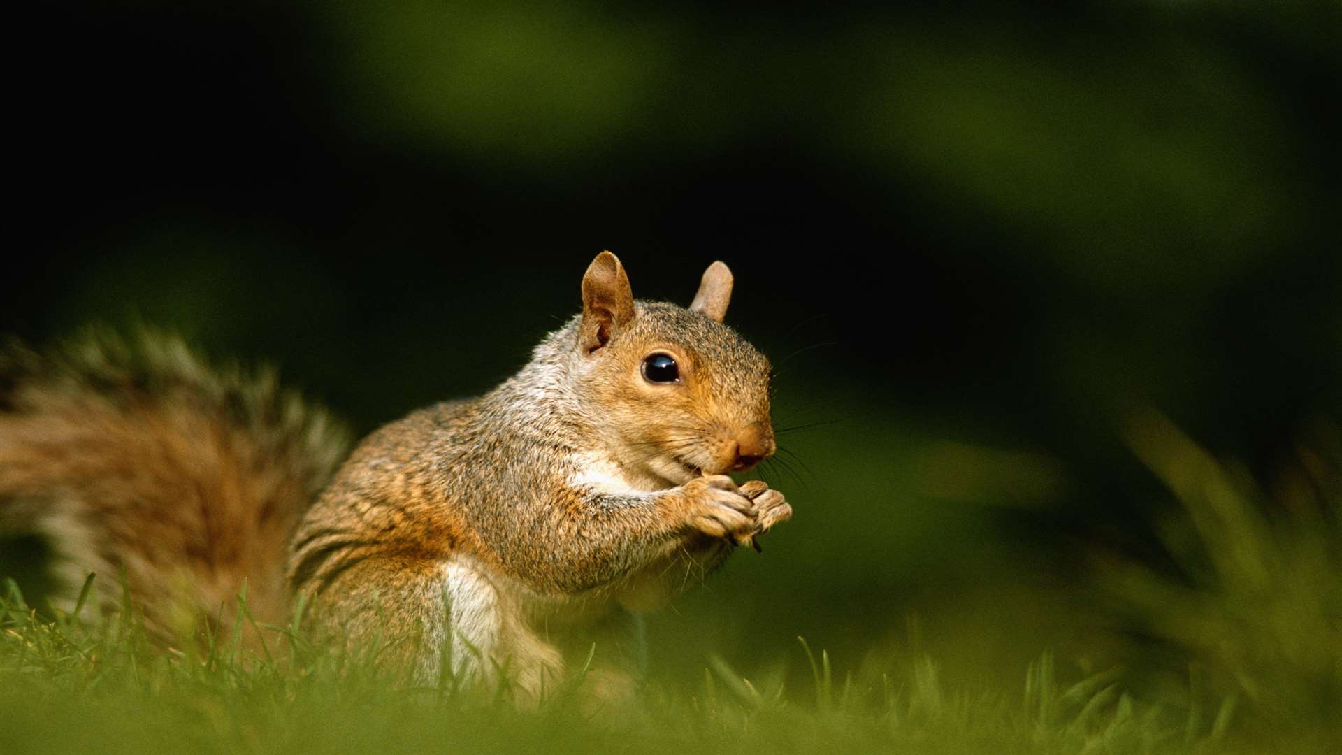 A squirrel. Stock image