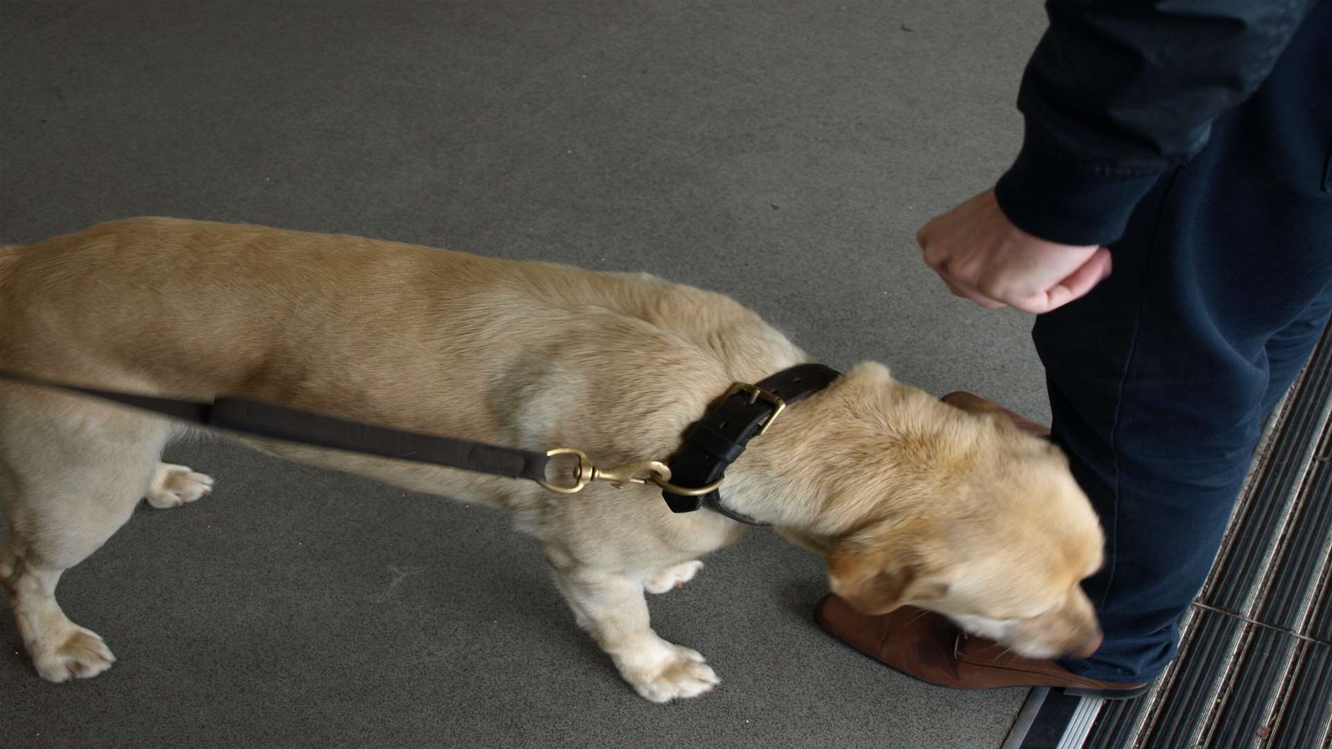 A police sniffer dog at work.