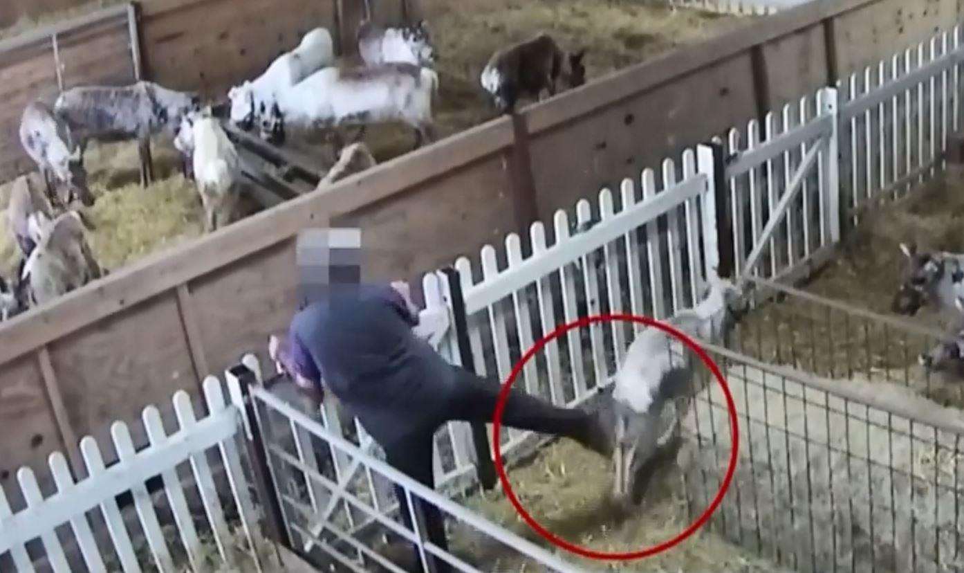 Footage appeared to show a worker kicking a reindeer at a reindeer centre in Bethersden